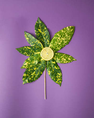 Creative natural concept photo of a flower made of colorful leaves and slice of lemon on velvet violet background. Flat lay.の写真素材