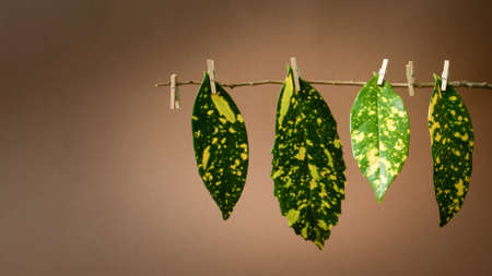 Creative natural concept photo of a colorful leaves hanging on twig on brown background.の写真素材