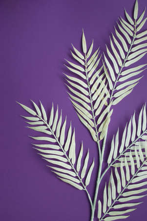 White palm leaf on abstract light purple background. Tropical, simple and summer concept. Flat lay.の写真素材