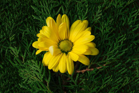 Yellow flower on natural evergreen thorns background. Symbol spring. Flat lay.の写真素材