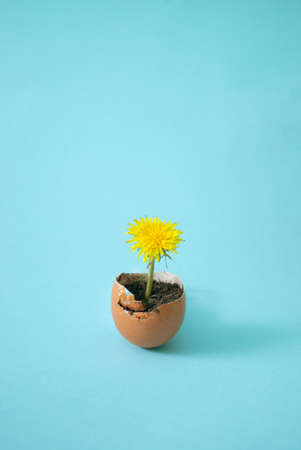 Eggshell and spring yellow flower. Easter minimal on pastel blue background. Minimal gardening composition.の写真素材