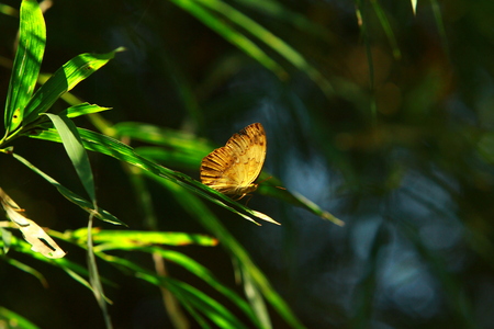 butterflyの写真素材