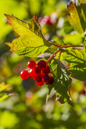 Bright red berries on treeの写真素材