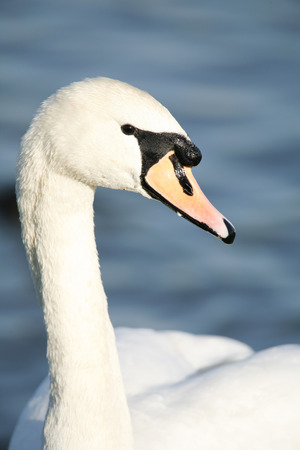 Close up of a mute swans headの写真素材