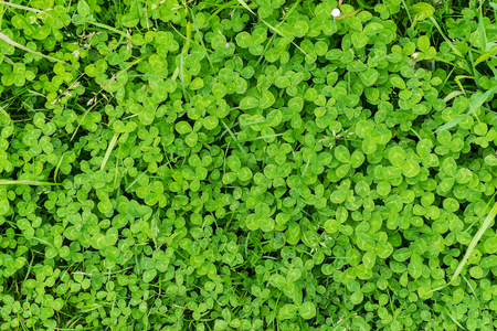 close up of green clover and grassの写真素材