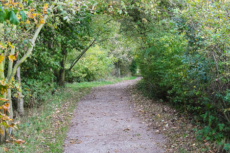 A gravel path leading through trees in woodland areaの写真素材