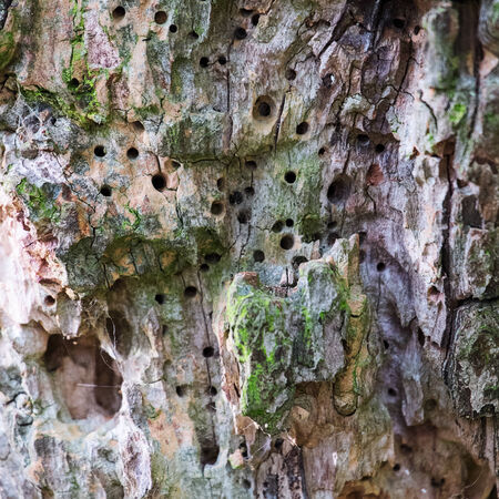 close up of a tree with multiple woodworm holesの写真素材