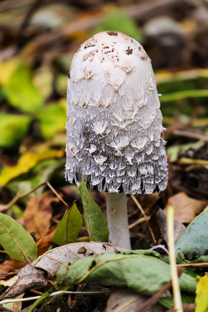 wild growing shaggy ink cap mushroom coprinus comatusの写真素材