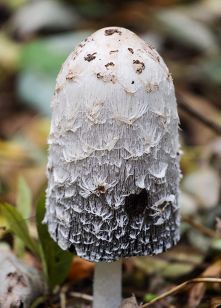 wild growing shaggy ink cap mushroom coprinus comatusの写真素材