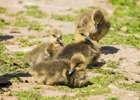 group of young greylag goslings on grassの写真素材