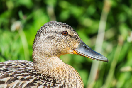female mallard duck close up of head in profileの写真素材