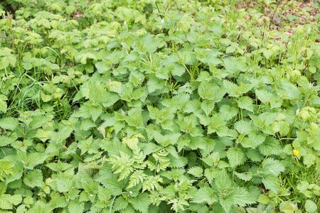 large group of green nettles growing wild in parklandの写真素材