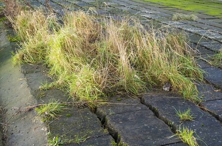 grass growing wild through cracks between concrete blocksの写真素材