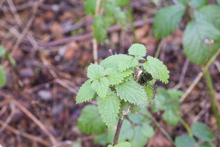 close up of nettle plant growing wild in woodlandの写真素材