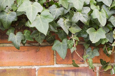 brick wall with green ivy growing wildの写真素材