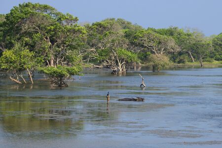 Wild Asiatic buffalo lying in a shallow lake in the national park Yala, Sri Lankaの写真素材