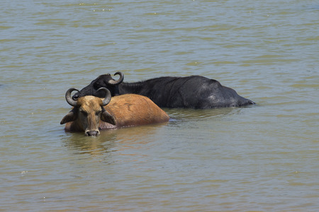 Two buffalo are in the lake. Yala national Park, Sri Lanka