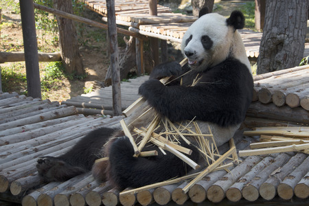 The male giant Panda eats bamboo, Thailand