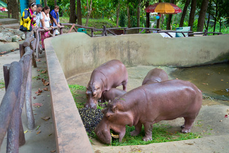 Chiang Mai, Thailand - January 16, 2014: Tourists watch the feeding of hippos in Chiang Mai, Thailandのeditorial素材