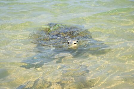 Sea turtle on a coral reef. Sri Lankaの写真素材