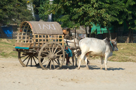 MINGUN, MYANMAR - DECEMBER 21, 2016: a Cart drawn by zebu and the words "Taxi" waiting for passengersのeditorial素材