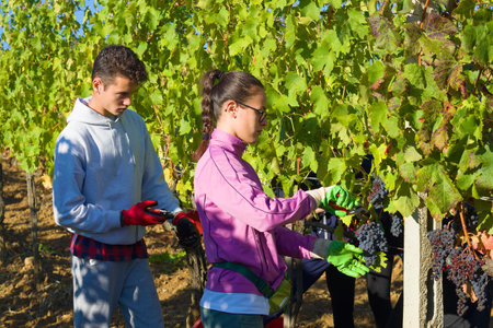 TUSCANY, ITALY-SEPTEMBER 21, 2017: A young man and a girl gather grapes in a vineyard. Harvesting in Tuscanyのeditorial素材