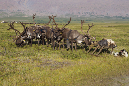 A team of riding reindeer in the tundra close up. The Arctic Circle, Russiaの写真素材