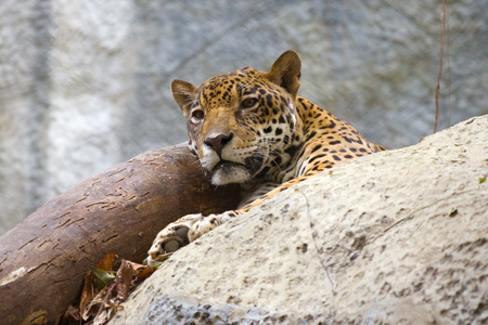 The woken-up leopard looks afar. Chiang maiの写真素材