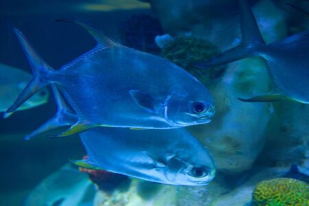 Exotic fish Trachinotus Trachinotus blochii close up