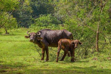 Buffalo with a calf at the edge of the forest. Sri Lankaの写真素材