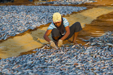 NEGOMBO, SRI LANKA - FEBRUARY 03, 2020: A woman is sorting out a drying fishのeditorial素材