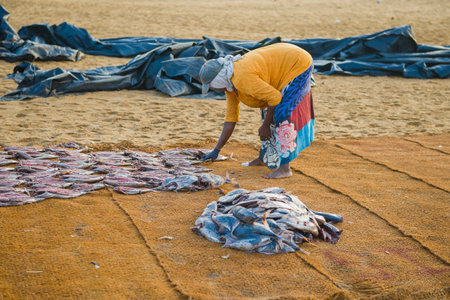 NEGOMBO, SRI LANKA - FEBRUARY 03, 2020: Sri Lankan lays out on the mats the caught fish for dryingのeditorial素材