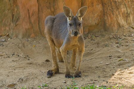 Big Red Kangaroo (Macropus Rufus) close-upの写真素材