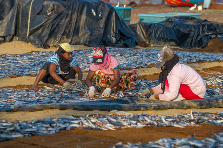 NEGOMBO, SRI LANKA - FEBRUARY 03, 2020: Three Sri Lankans lay out the fish to dry on a sunny morningのeditorial素材