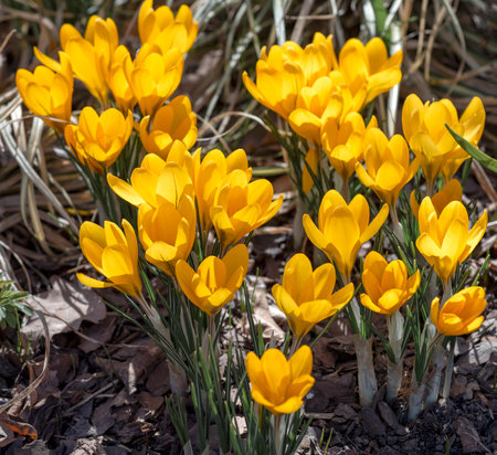 Yellow decorative crocuses (Yellow Mammouth) on a flowerbed on a sunny April dayの写真素材
