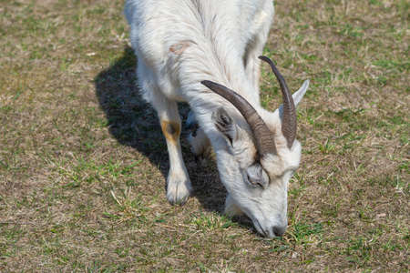 Domestic goat (Capra hircus) looking for young spring grass. close-up