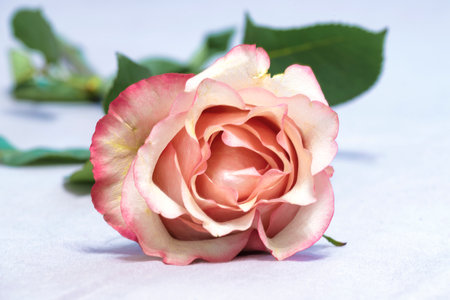 cream rose closeupの写真素材