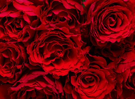 Bouquet of dark red rosesの写真素材