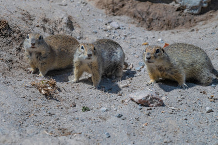 Three mountain gopher (Caucasian gopher, Spermophilus musicus) stand alert on a sunny day. Elbrus region, Russiaの写真素材