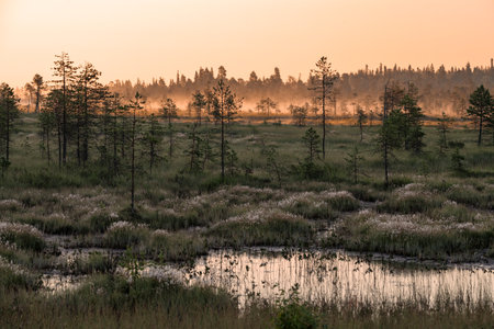 Summer dawn in the forest-tundra. Kola Peninsula, Russia