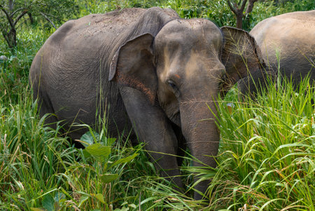 Wild Ceylon elephant in thick grass. Habarana, Sri Lankaの写真素材