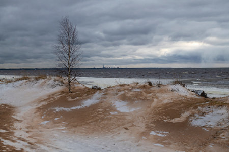 A gloomy December day on the coastal dunes of the Gulf of Finland. Komarovo, Kurortny District. St. Petersburg, Russiaの写真素材