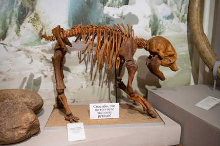 RYBINSK, RUSSIA - JANUARY 05, 2025: Skeleton of a baby mammoth in the Rybinsk State Historical, Architectural and Art Museum-Reserveのeditorial素材