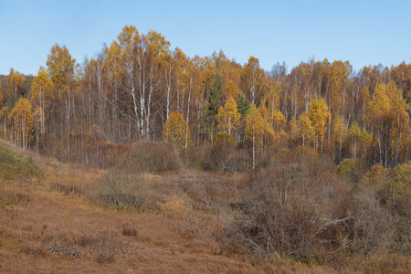 Golden autumn in the Izborsk-Malskaya Valley. Pskov region. Russiaの写真素材