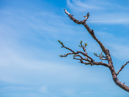 treetop with sky background