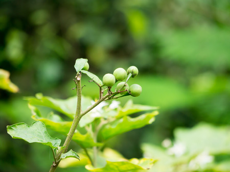 Turkey berry,Pea Aubergine,Eggplant,Solanum torvumの写真素材