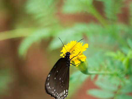 butterfly with marigoldの写真素材
