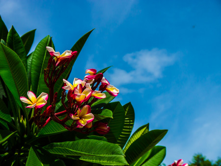 Frangipani flowers tree , plumeria flowers and blue skyの写真素材