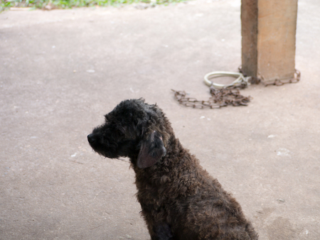 Help take off chained dog to freedom,the dog sit restingの写真素材