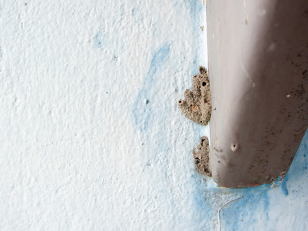 Mud dauber nest on wallの写真素材